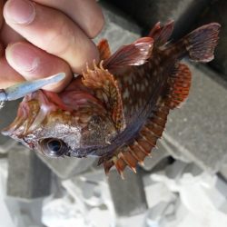 久しぶりの良型