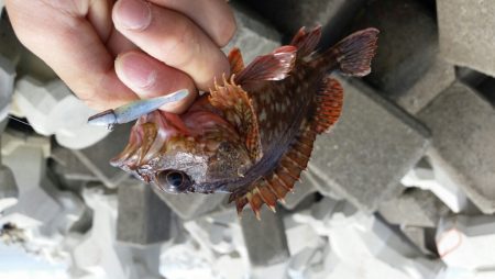 久しぶりの良型