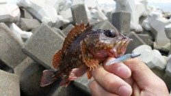 久しぶりの良型