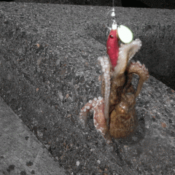 姫路タコ（2015-1）