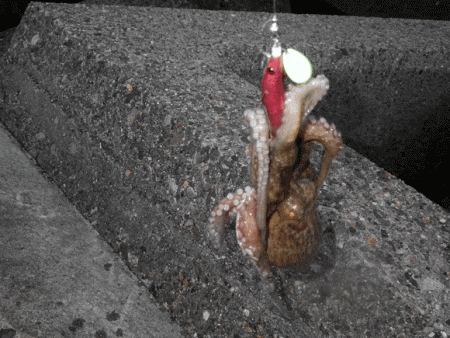 姫路タコ（2015-1）