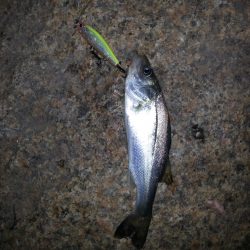 雨上がり釣行！