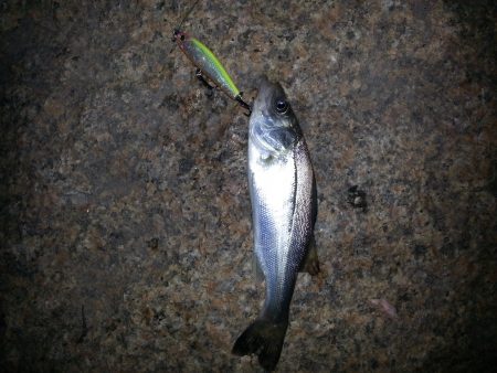 雨上がり釣行！