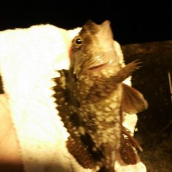 北公園アジング