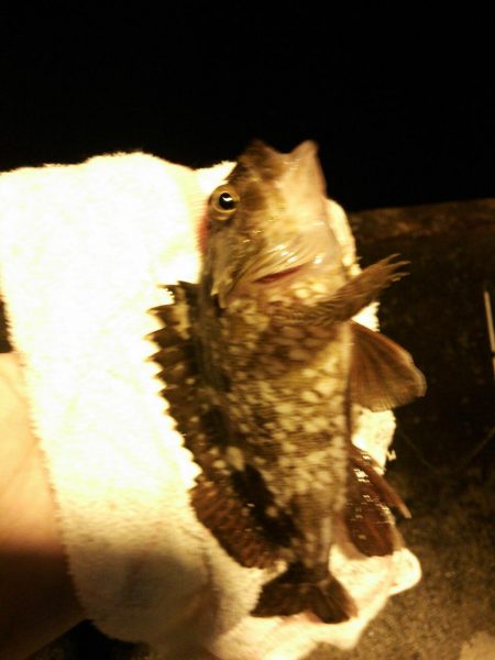 北公園アジング