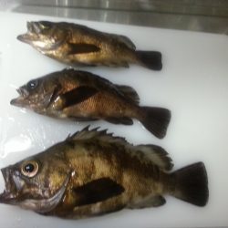 祝20up梅雨メバル