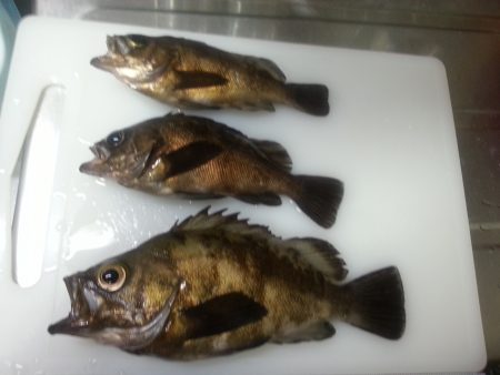 祝20up梅雨メバル