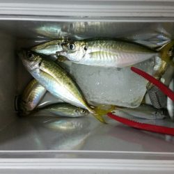 あ、アジだぁーー