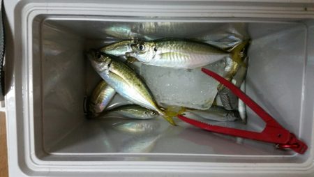 あ、アジだぁーー