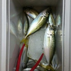 あ、アジだぁーー