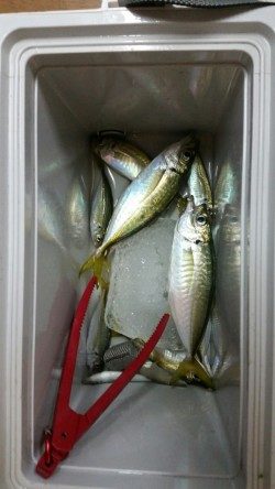 あ、アジだぁーー