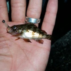 いろんな釣り方で…