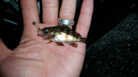 いろんな釣り方で…