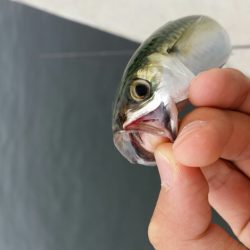 サバ減ったのか。