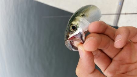 サバ減ったのか。