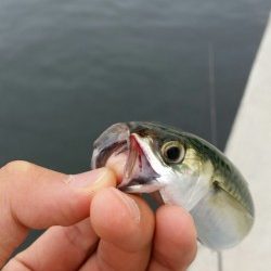 サバ減ったのか。