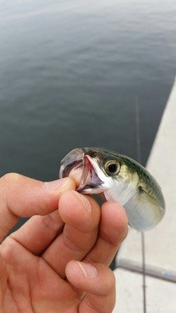 サバ減ったのか。