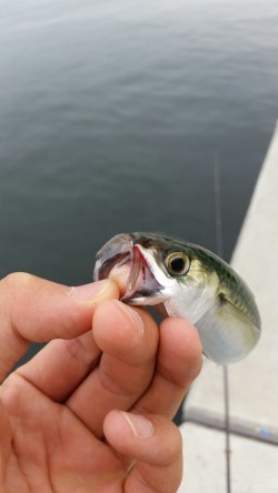 サバ減ったのか。