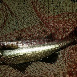 撒き過ぎた‥…………？