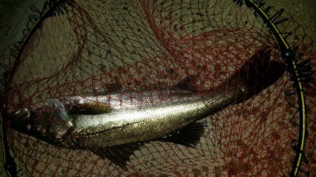 撒き過ぎた‥…………？