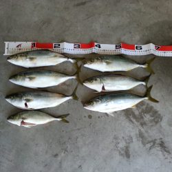 ツバス連発！！