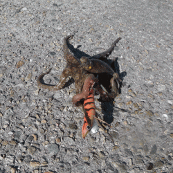 姫路タコ（2015-2）