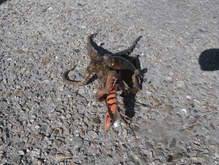 姫路タコ（2015-2）