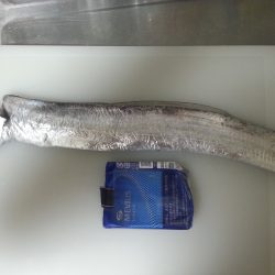 初心者大サバ狙い