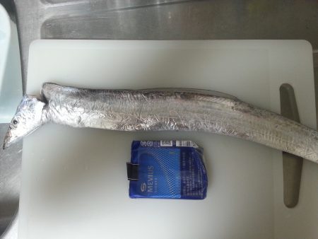 初心者大サバ狙い