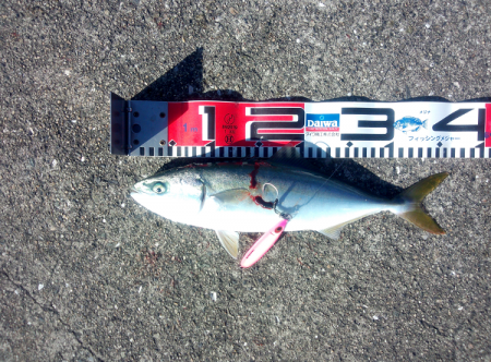 ショアジギングでツバス
