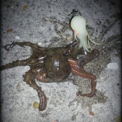 泉佐野～泉大津 タコとサビキ