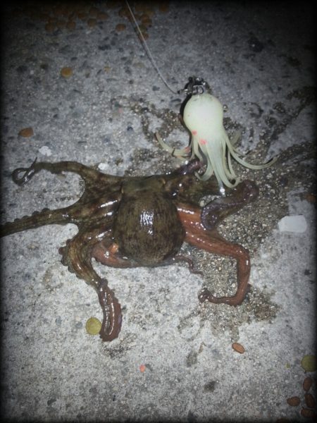 泉佐野～泉大津 タコとサビキ