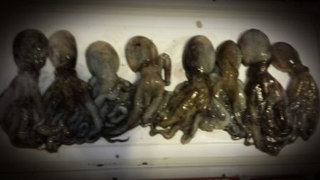 武庫川一文字にタコ狙い