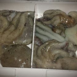 泉大津周辺タコ夜釣り