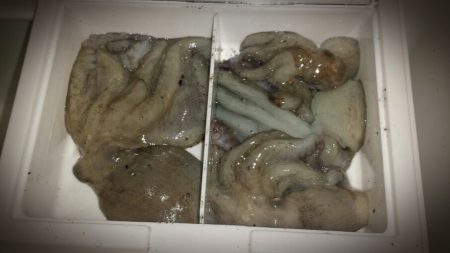 泉大津周辺タコ夜釣り