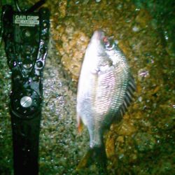 チニング雨降り