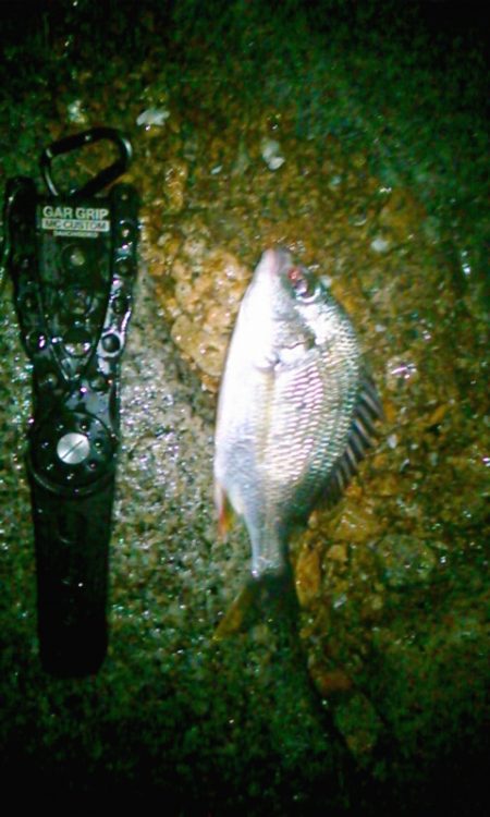 チニング雨降り