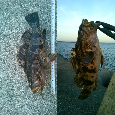 チヌは見えている。