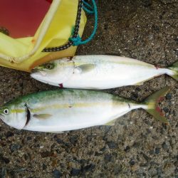 ライトショアジギング