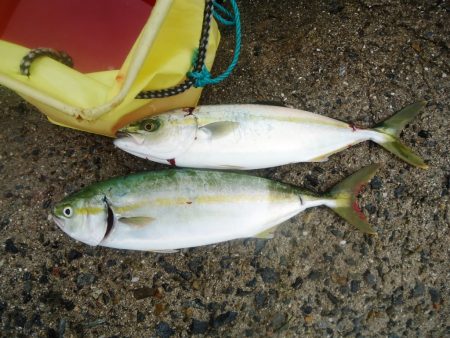 ライトショアジギング