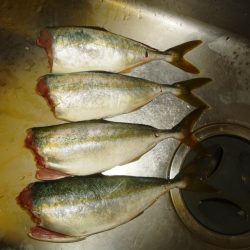 ライトショアジギング