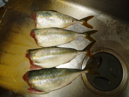 ライトショアジギング