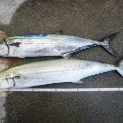 出勤前ショアジギング