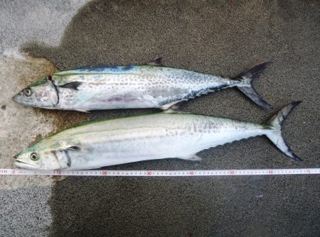 出勤前ショアジギング