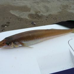 チョイ投げで数釣り楽しんできました。