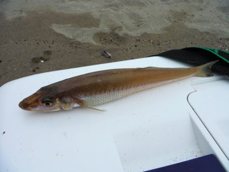 チョイ投げで数釣り楽しんできました。