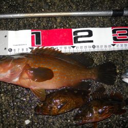 夕方～雨天のエビ撒き釣り