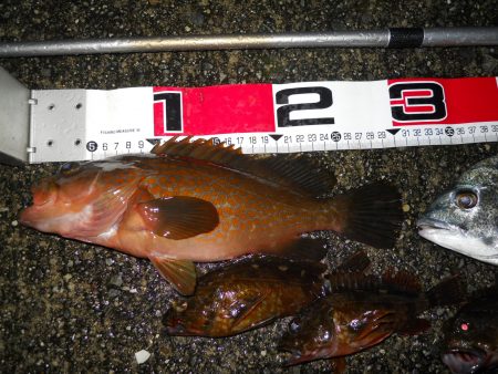 夕方～雨天のエビ撒き釣り