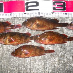 半夜のエビ撒き釣り