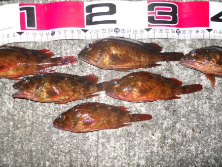 半夜のエビ撒き釣り